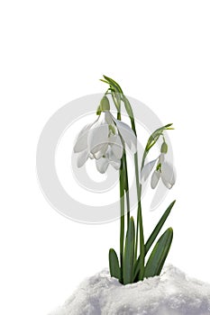 Snowdrops in the snow isolated