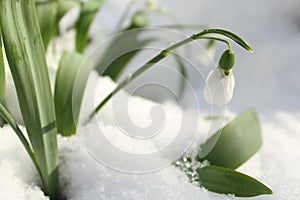 Snowdrops in the snow