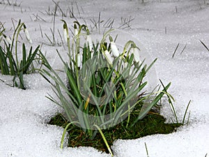 Snowdrops in snow