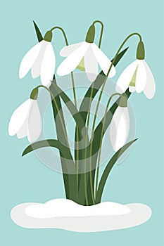 Snowdrops in the snow. Vector, white small flowers. Symbol of the arrival of spring. The first flowers, delicate light forest