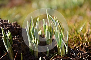 Snowdrops in the spring coming out from the earth.