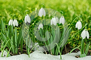 Snowdrops spring flower