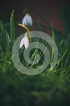 Snowdrops spring flowers. Beautifully blooming in the grass at sunset. Delicate Snowdrop flower is one of the spring symbols. Ama