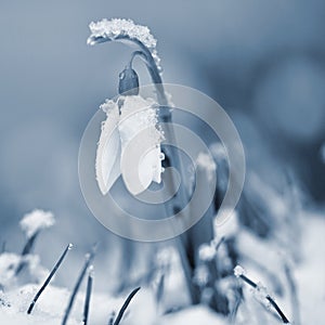 Snowdrops spring flowers. Beautifully blooming in the grass at sunset. Delicate Snowdrop flower is one of the spring symbols. Ama