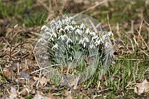 Snowdrops in spring