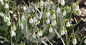 Snowdrops in spring morning closeup photo