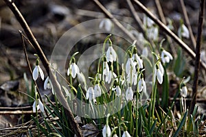 Snowdrops spring trailers covered