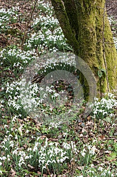 Snowdrops in springtime