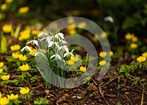 Snowdrops in springtime