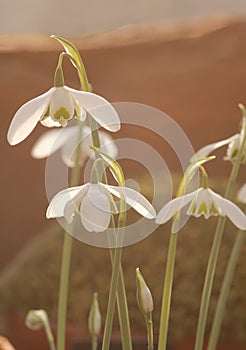 Snowdrops in Sunshine