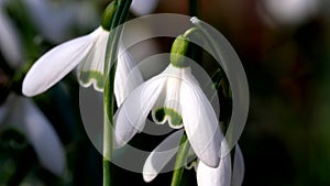 Snowdrops - super-macro shot