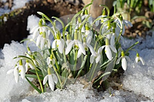 Snowdrops Voronova (lat.Galanthus woronowii) photo