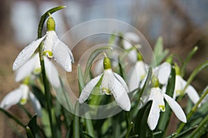 Snowdrops with water drops