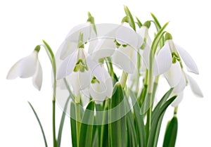 Snowdrops on white