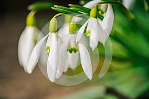 snowdrops, white blossoms standing out against a backdrop of green foliage Close-up.