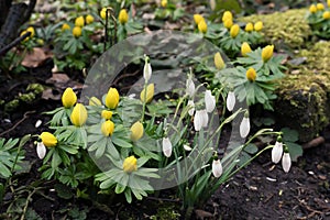 Snowdrops and winter aconite