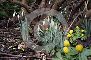 Snowdrops and winter aconite