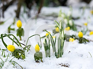 Snowdrops and winter aconite in snow