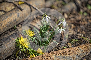 Snowdrops and Winter Aconites between old steel
