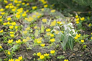 Snowdrops and Winter Aconites
