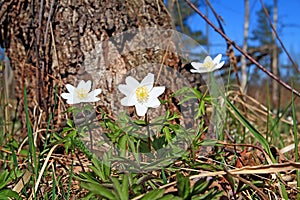 Snowdrops in wood
