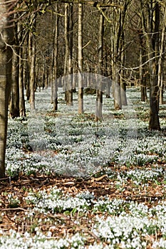 Snowdrops in woodland, vertical