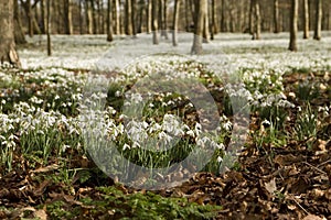 Snowdrops woodlands