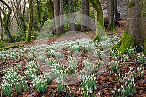 Snowdrops in Woods