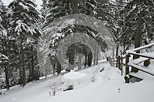 Snowed forest