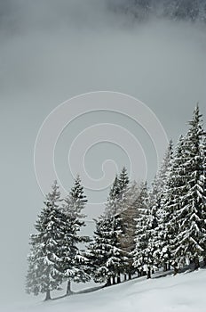 Snowed forest