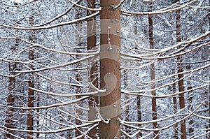 Snowed forest