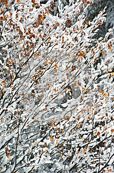 Snowed forest