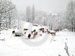 Snowed ladscape in Pyrenees, Spain