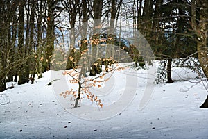 Snowed footpath to La Roche d Ajoux in Beaujolais