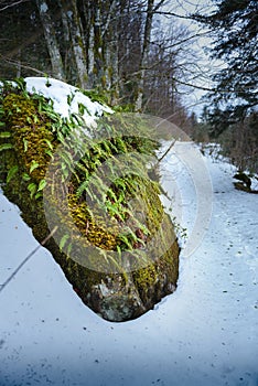 Snowed footpath to La Roche d Ajoux in Beaujolais