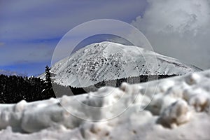 Snowed Mountains and Forests photo