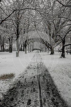 Snowed path and trees