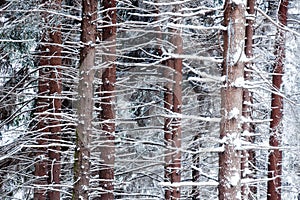 Snowed pine tree trunks