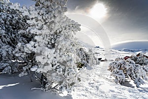 Snowed pine treer in ski resort of Sierra Nevada