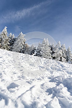 Snowed pine treer in ski resort of Sierra Nevada