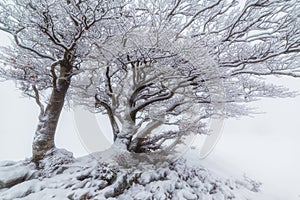 Snowed tree in a foggy winter day in Urbasa photo