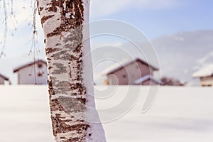 Snowed trunk of a birch on a field, winter