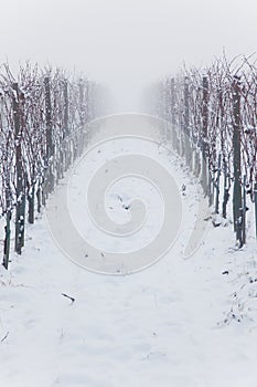 Snowed vineyards in the fog