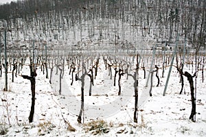 Snowed vineyards