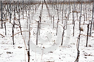 Snowed vineyards