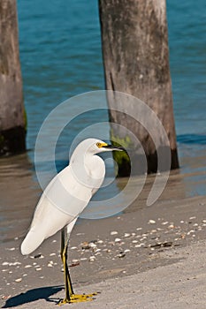 Snowey Egret