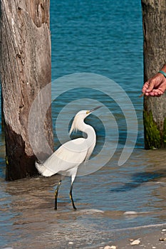 Snowey Egret feeding on shrimp