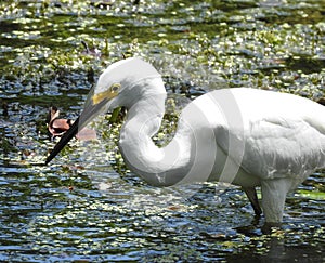 SNowey Egret fishing with sparkling water behind