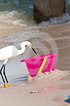 Snowey egret getting ready to steal bait fish out of a pink, plastic pale