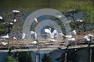 Snowey Egret Just Landed